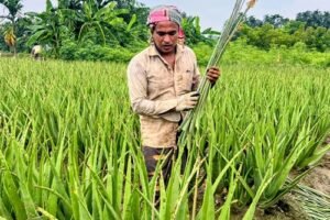 ভেষজ উৎপাদনে ১৬ গ্রামের মানুষের ভাগ্যবদল