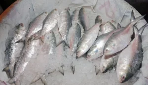 সরকারি উদ্যোগে বাড়বে ইলিশের উৎপাদন