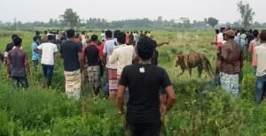 ভারত থেকে আসা বাঘের আক্রমণে লালমনিরহাট সীমান্তে ৩ বাংলাদেশি আহত